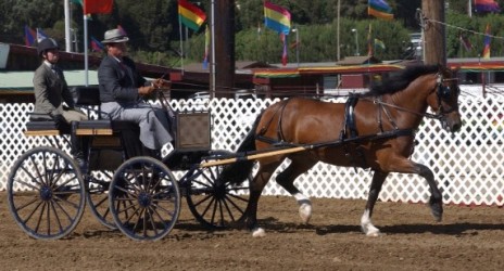 Goldhills Hanky Panky LOM AOE - Section D Welsh Cob Mare